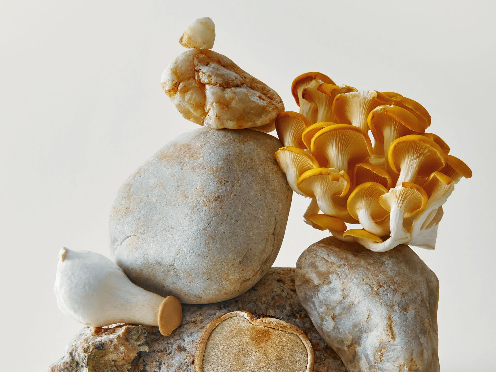 10 Reasons To Eat Mushrooms Every Day